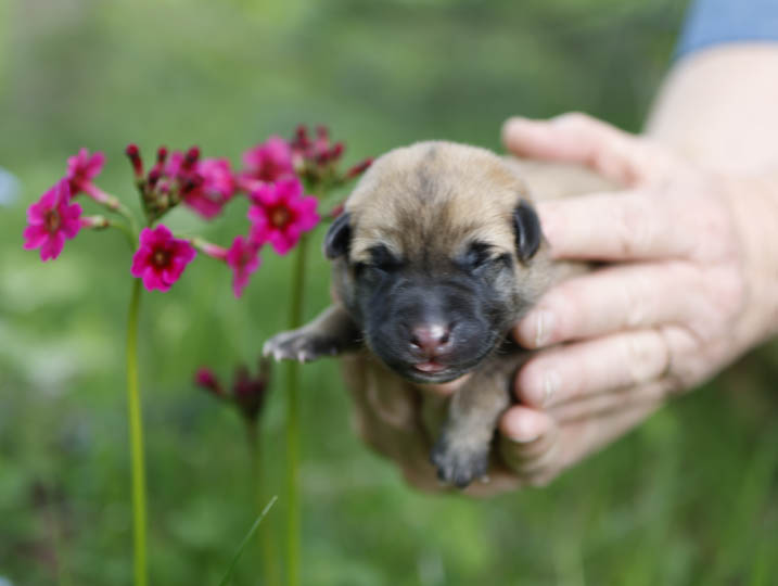 chinook puppy